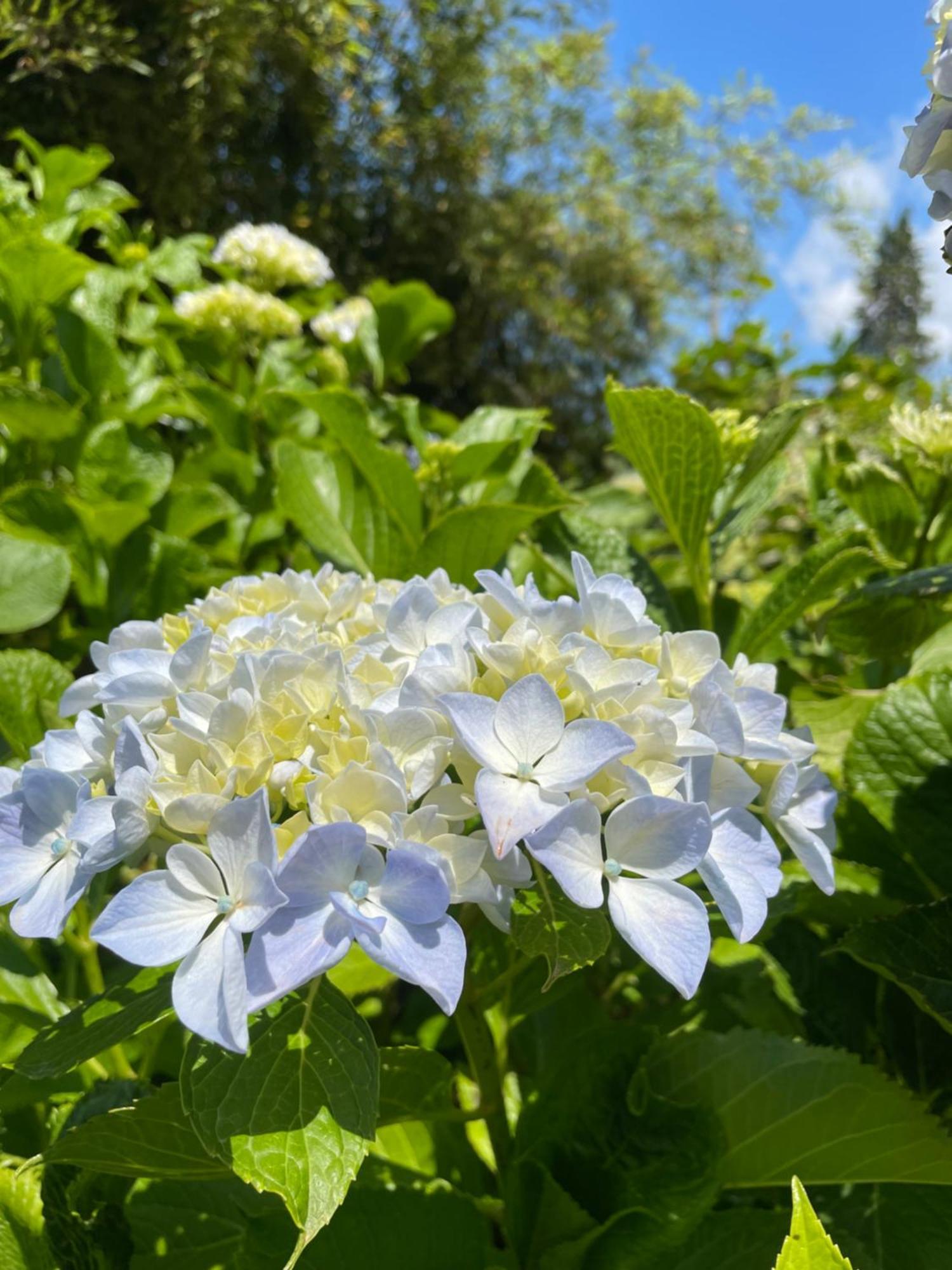 B&B Villa Giardini Susanna Gattico Екстериор снимка